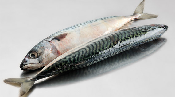 Makrill är ett exempel på en fet fisk Makrill är ett exempel på en fet fisk